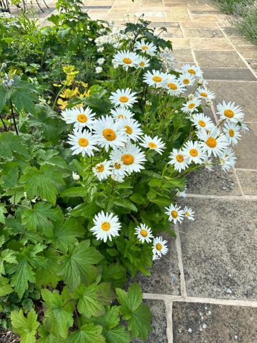 Lexham Garden