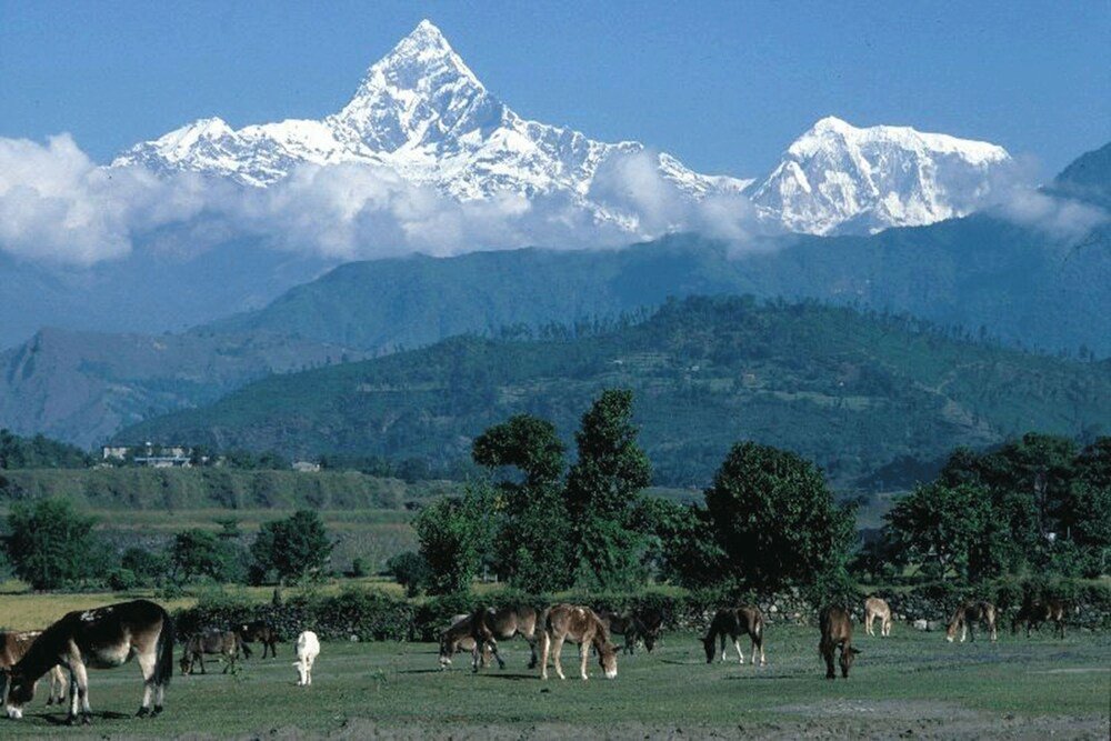 Pari Homestay - Tap to explore photos