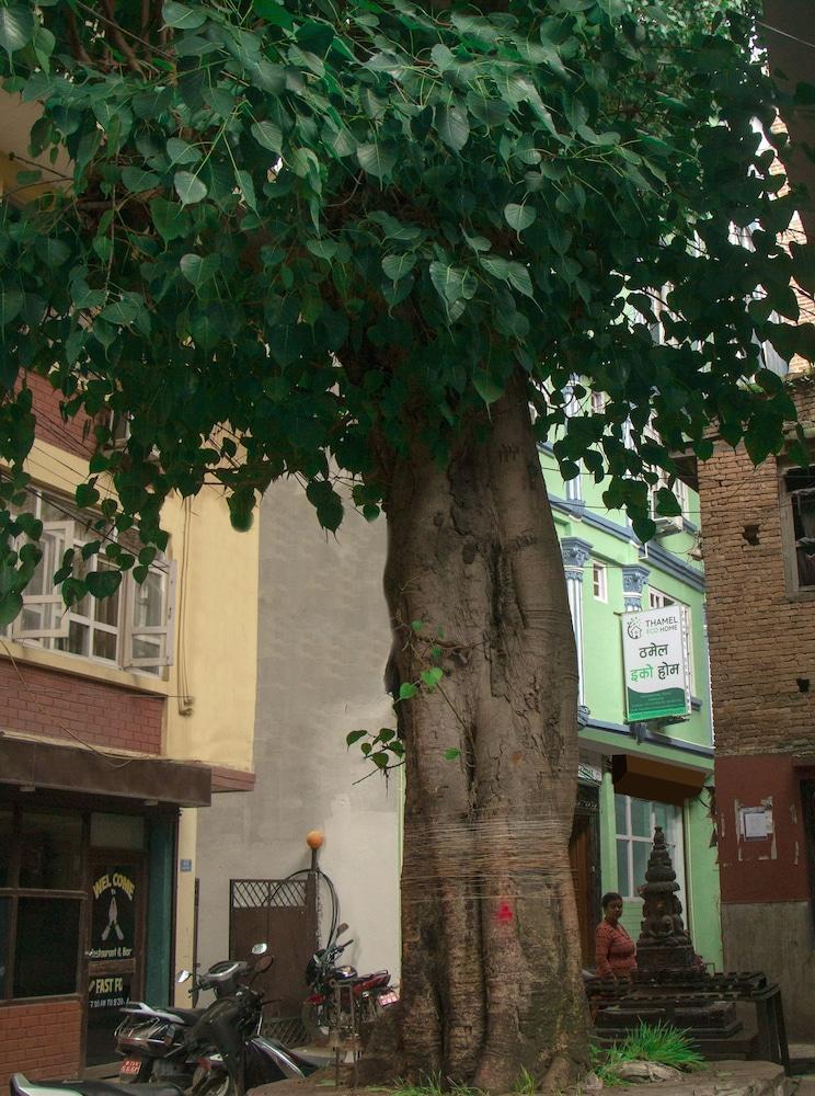 Thamel Eco Home - Tap to explore photos