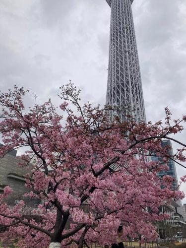 Sky Tree INN Ⅱ（晴樹宿Ⅱ） - Tap to explore photos