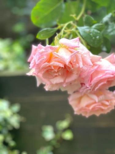 Private garden flat Stroud Green Finsbury park - Tap to explore photos