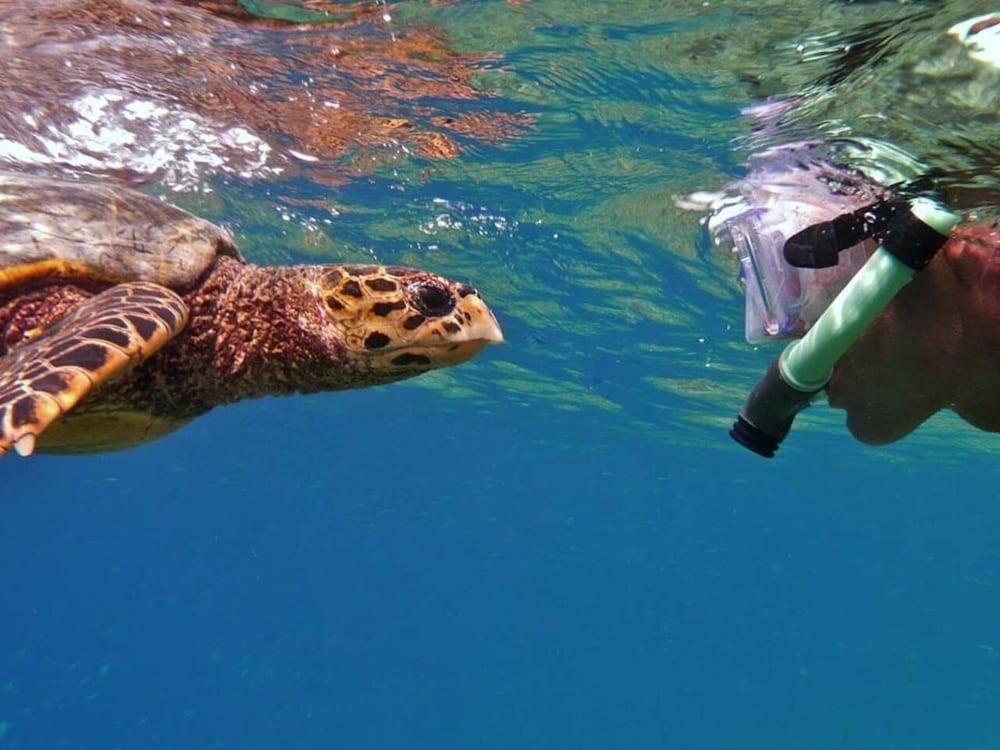 Velaa Vani - The Turtle Hive Maldives - Tap to explore photos