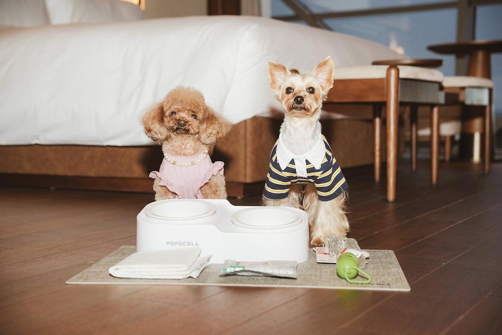 Shanghai Snow World Hotel, Vignette Collection by IHG Room Type - Standard Room, 1 King Bed (Pet Friendly)