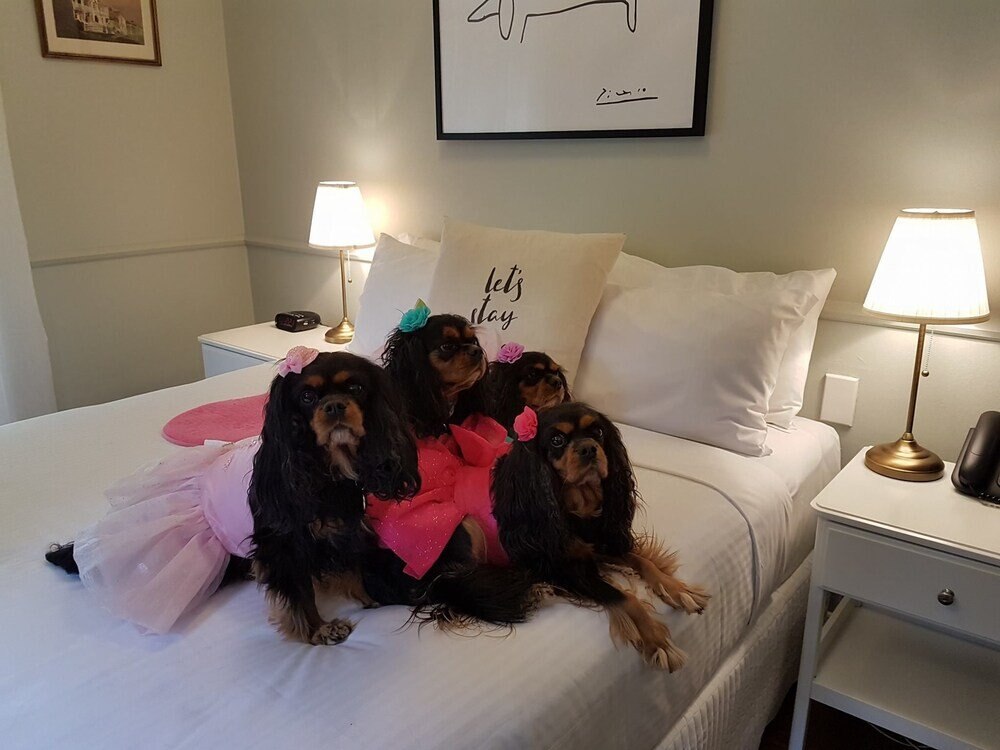 The Hughenden Boutique Hotel Room Type - Queen Standard Pet Friendly Courtyard Room